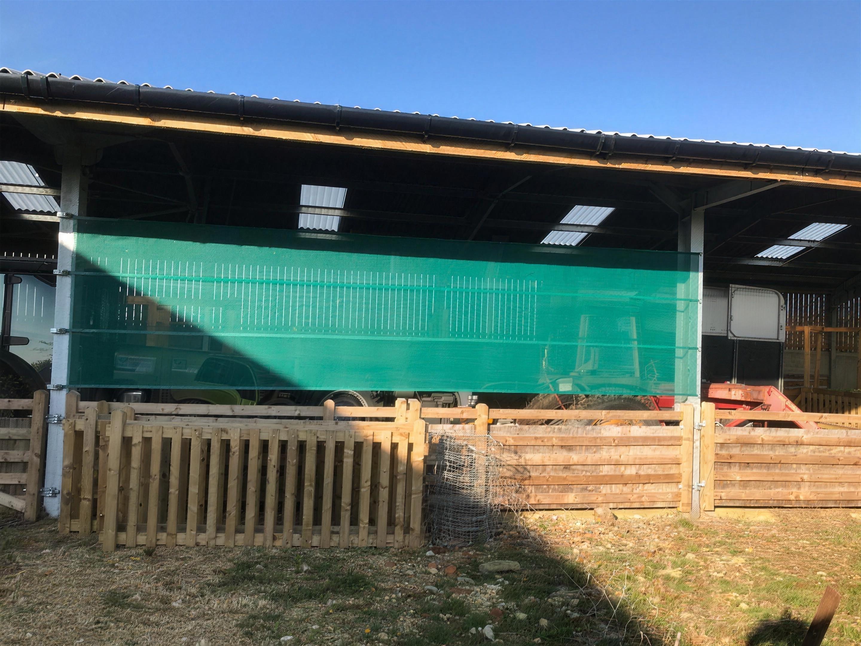 Sheltered stock behind a windbreak