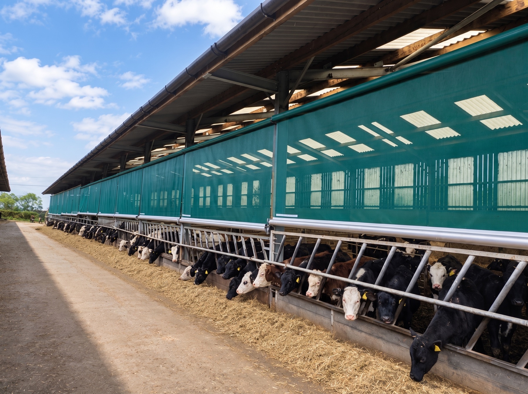 Cattle shed fitted with made to measure windbreak blinds on a livestock farm